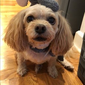 Meet your Posher, Samantha